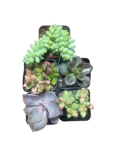 (5 Pack) 2" Variety Succulent Bundle - Real, Healthy & Handpicked