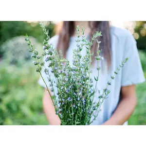 True Hyssop - Herb Seeds