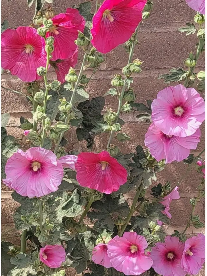 Holly Hock seeds 500 Holly Hock seeds 500
