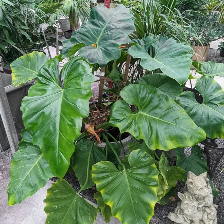 Monster Philodendron Giganteum 2-3ft live plant - Yauta Cimarrona - Giant  Philodendron - Elephant Ear Philodendron - TikTok Shop