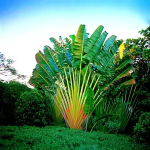 Traveler’s Palm Tree Seeds (Ravenala madagascariensis) – Exotic Bird of Paradise Plant