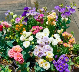 Snapdragons Fairy Bouquet, Linaria Maroccana Seeds, (20+) Beautiful Mix of Bright Colorful Blooms