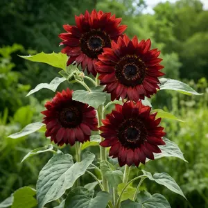 Sunflower Seeds to Plant | Heirloom & Non-GMO | 50 Seeds for Home Garden Planting