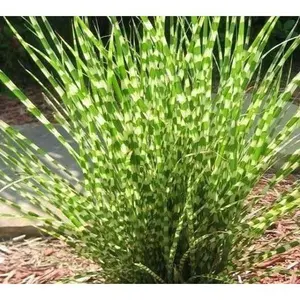 Little Zebra Dwarf Maiden Grass ( miscanthus )