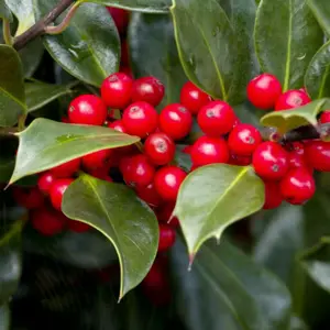 Nellie R Stevens Holly Tree Holly Berries Plant Holly Shrubs Holly lIex Plant 6 to 12 Inch Tall in 2.5 Inch Pot - Dormant in Winter
