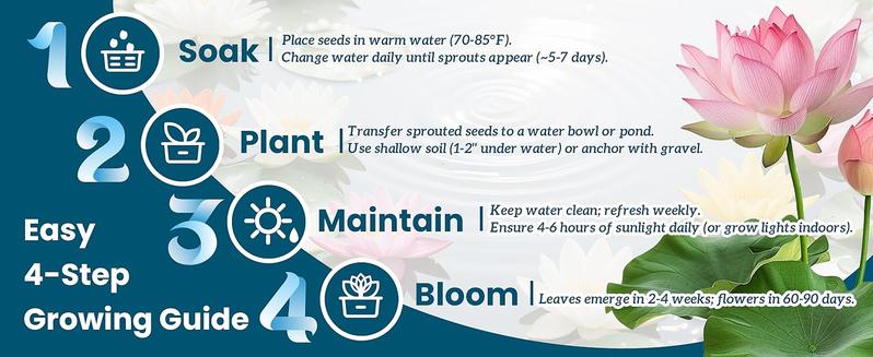 20 lotus seeds, unique varieties, mixed colors, detailed planting guide included, great for ponds, water gardens and gifts, high germination rate, easy to grow