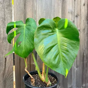 Monstera Deliciosa
