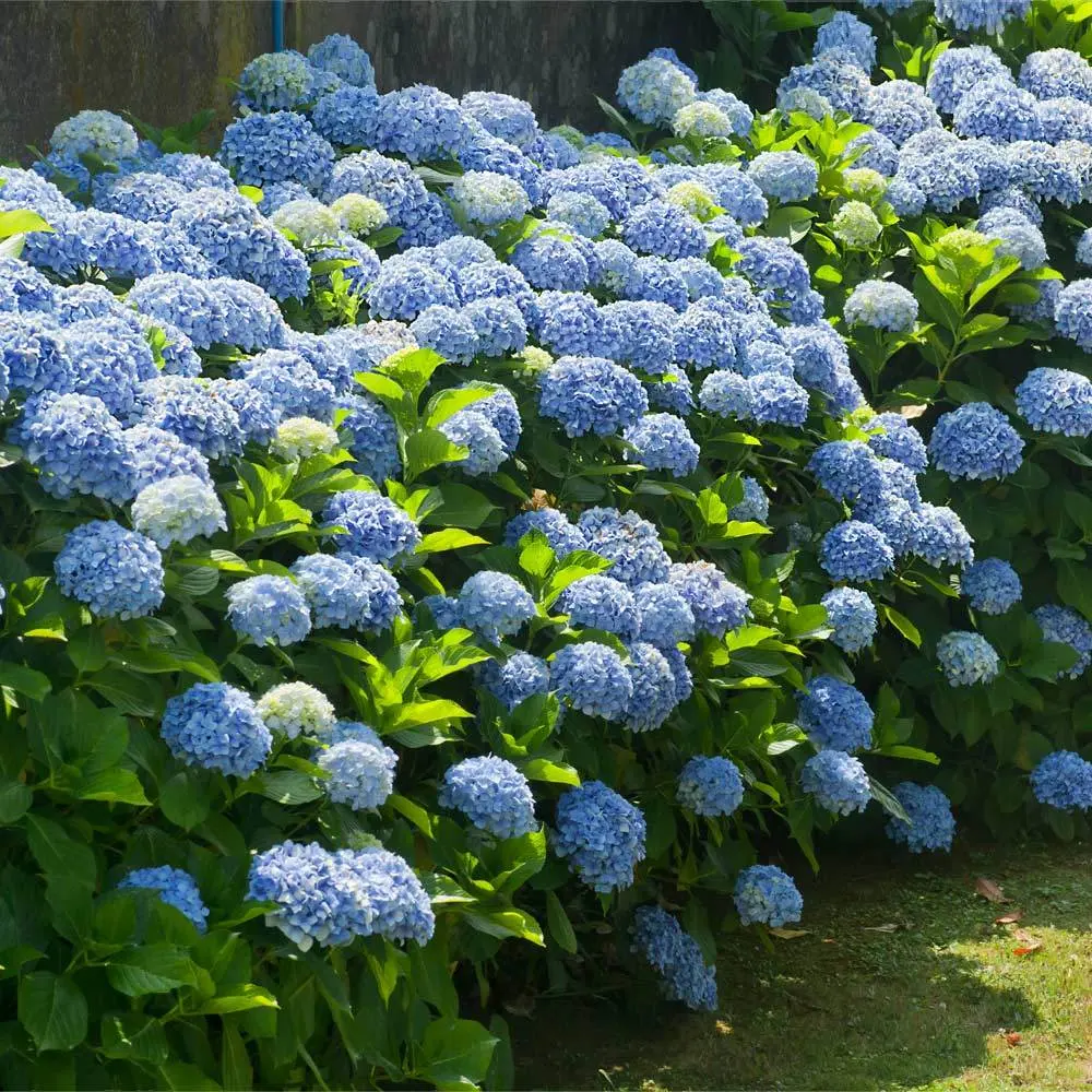 Nikko Blue Hydrangea Live Potted Landscaping Shrub