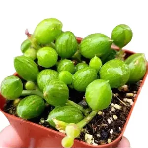 Live String Of Watermelon Plant - Trailing Succulent Plant - Curio Herreanus Plant - 2 Inch Pot