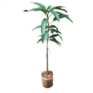 Green mango fruit tree seedlings, tropical living fruit tree plants, easy to grow in gardens