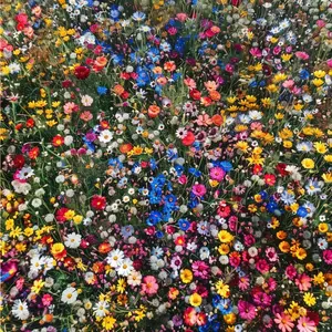 1000 PCS Mixed Wildflower Seeds – Vibrant Pollinator-Friendly Blend for Meadows, Borders & Backyard Gardens
