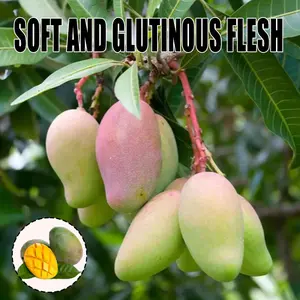 Premium Fresh Mango Tree Live Seedlings, Soft Glutinous Sweet Mango Fruit, Home Garden Tropical Fruit Plant