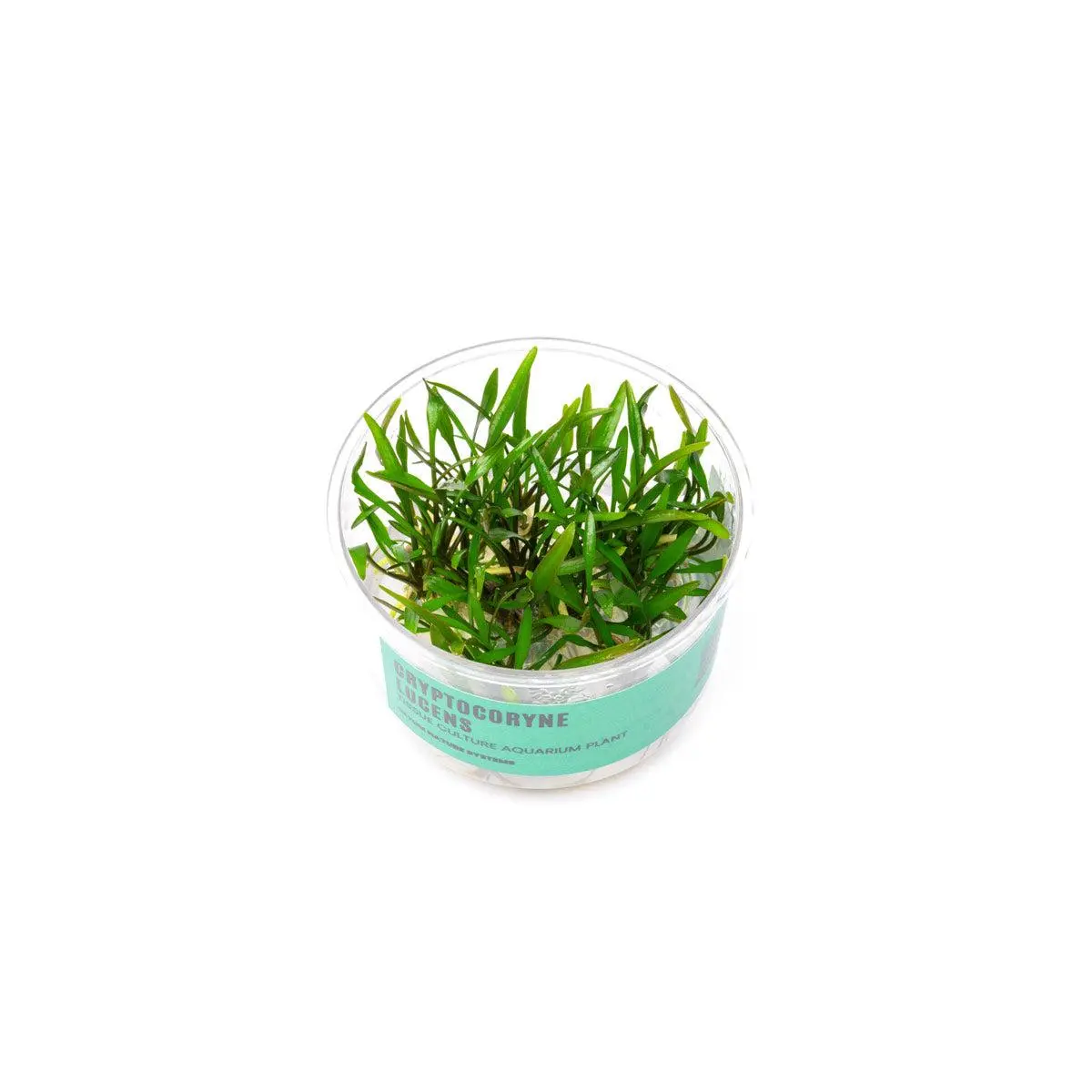 Cryptocoryne Lucens UNS Tissue Culture