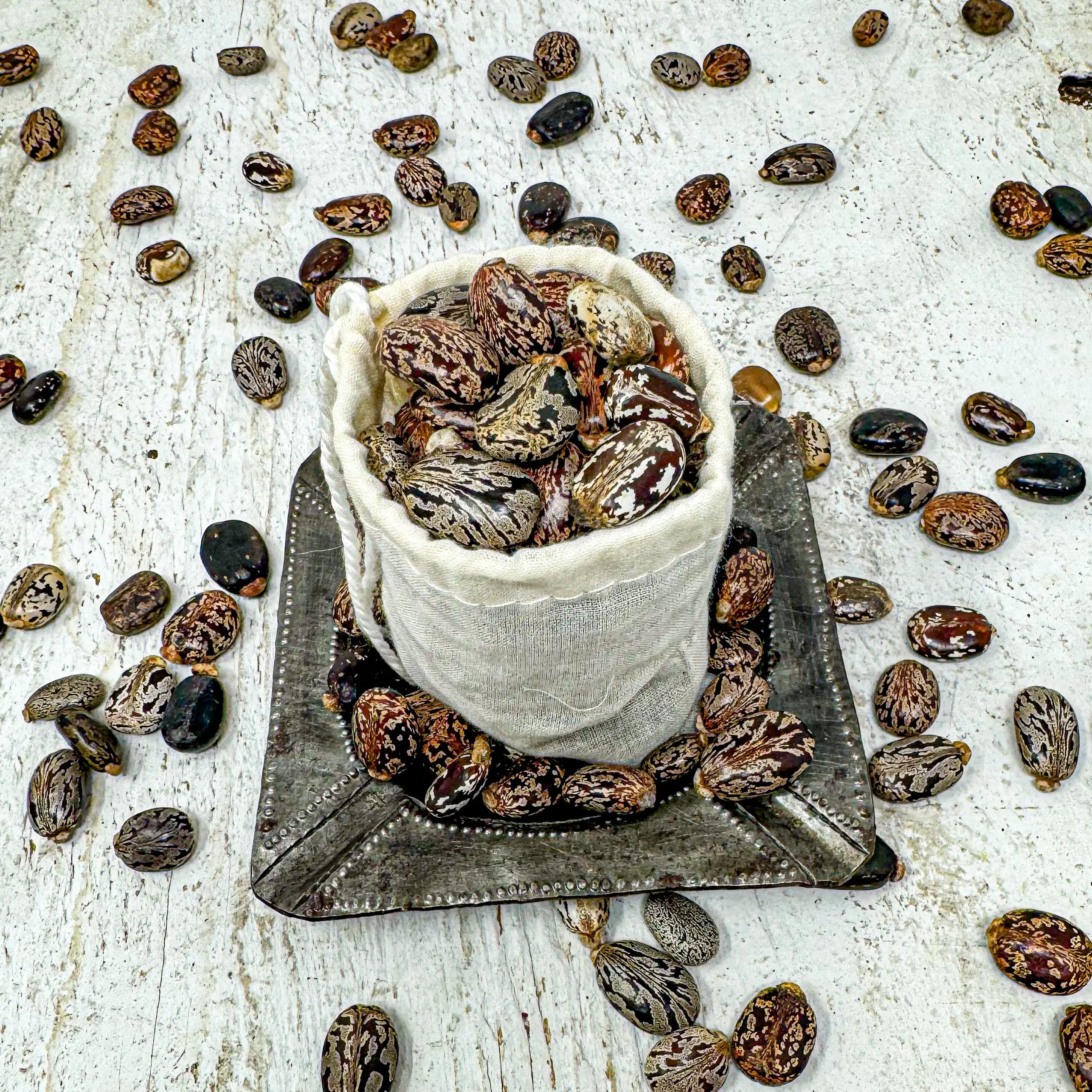 Organic Castor Seeds For Planting (50)