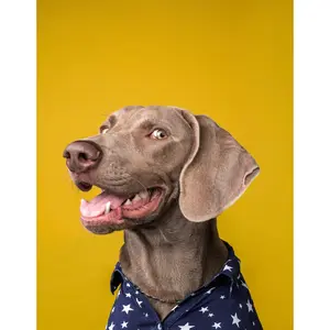 Buddy - Paint By Number