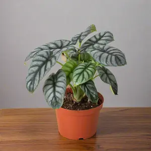 Alocasia Silver Dragon