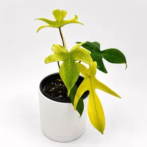 Philodendron Florida Ghost 6” Pot Rare Collector’s Plant with Unique Pale Leaves Easy Care Indoor Tropical for Shelves or Displays