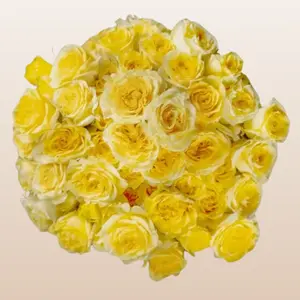 Fibonacci Gioconda Yellow Spray Roses 12 Bunches 10 Stems Clear Sleeve 40cm 3-4 Blooms Fresh Imported From Ecuador Per Stem Ideal for DIY Wedding Home Floral Designs