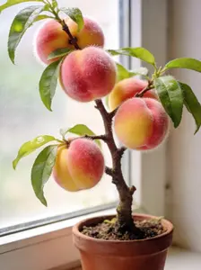 10 Peach Seeds for Planting – Fruit Tree Seeds for Home Gardens, Seeds Only (Not Live Plants)