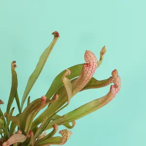 Sarracenia 'Scarlet Belle' Carnivorous Plant