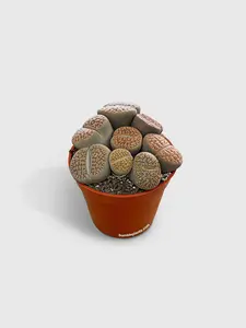 Lithops Living Stones Succulent