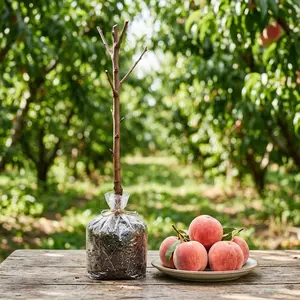 Live Peach Tree Sapling, Fruiting Variety, Perfect for Yard Planting & Potted Cultivation, 17–19 Inches Tall, Robust Premium Seedling.
