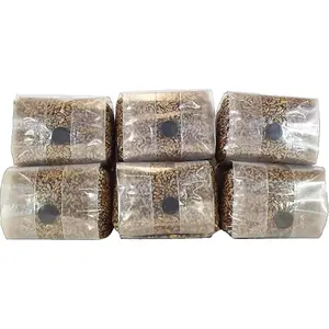 Rye Berry Grain Spawn – 6 Pack Sterilized Mushroom Substrate