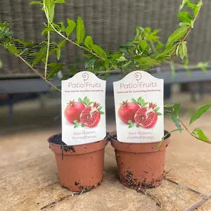 2 Pack of Red Russian Pomegranate Dwarf Patio Plant