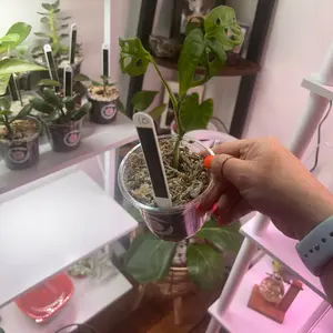 4 inch potted Monstera Adansonii