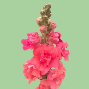 Snapdragon Madame Cherry Bronze