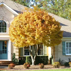 Coral Bark Japanese Maple Tree