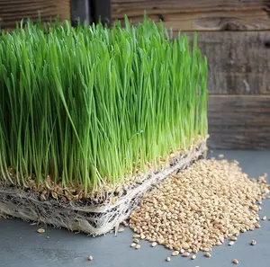 50 to 1 Lbs Wheat Grass Seed for Planting - Guaranteed to Grow