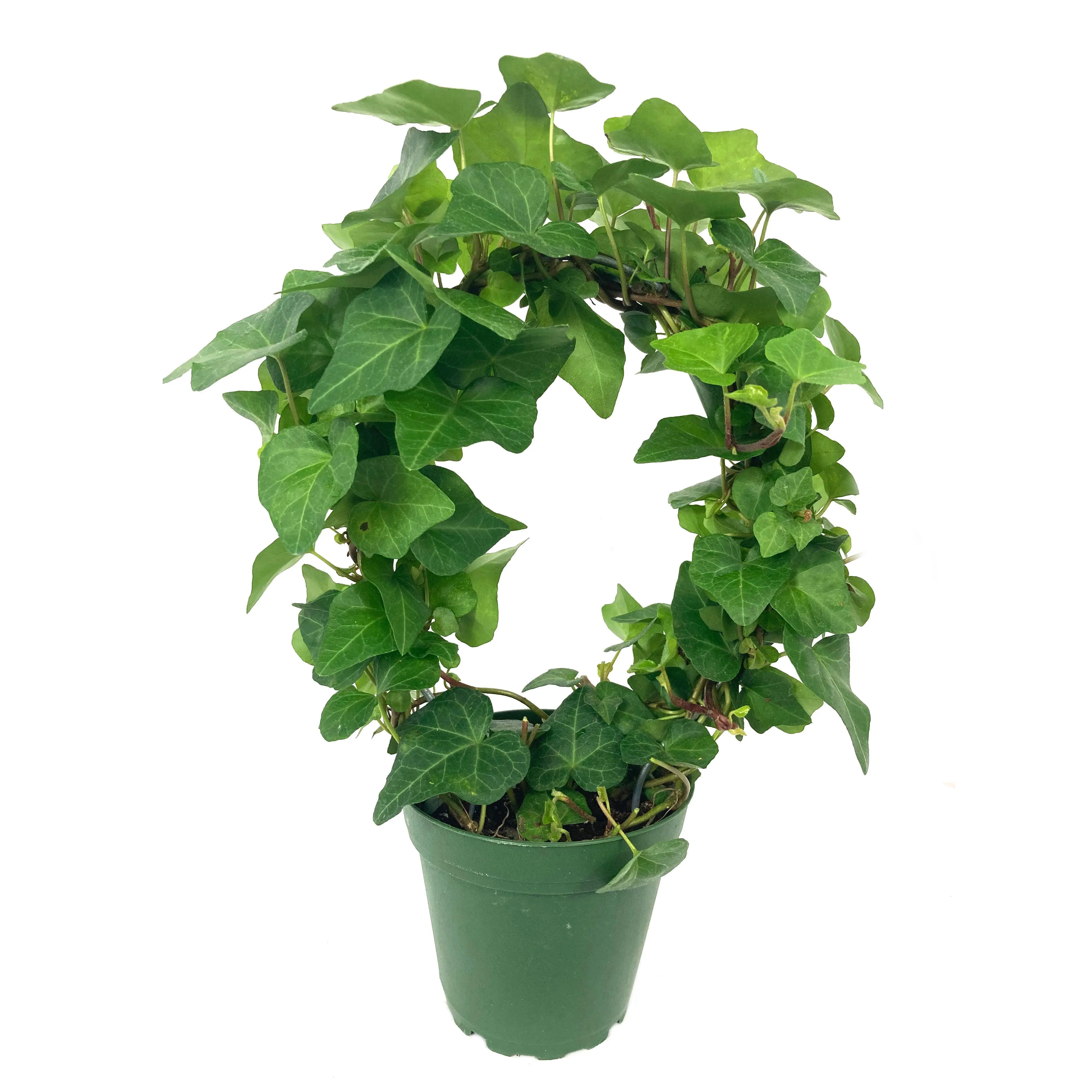 English Ivy Hoop - Live Plants in 4 Inch Pots - Hedera Helix - Florist Quality - Beautiful Easy Care Indoor Air Purifying Topiary Houseplant Vine