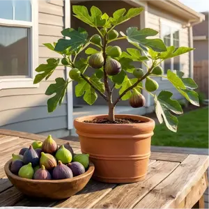 Hardy Heirloom Non-GMO Fig Tree Live Plant – Perennial Fruit Starter Tree for Backyard, Patio & Bonsai Planting