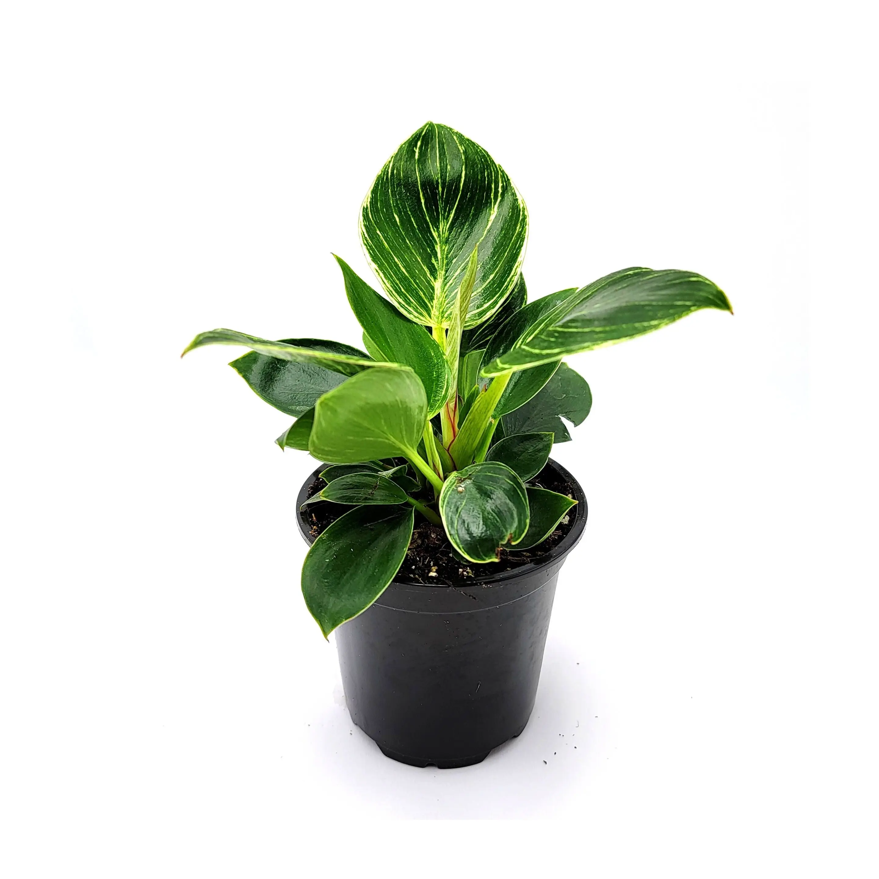 Philodendron Birkin – houseplant, foliage plant, home décor, office decor – 4" Pot