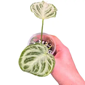 Anthurium silver blush