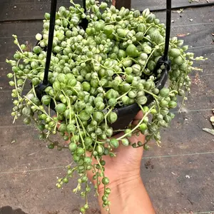 Variegated String of Pearls plant with Hanger 6 in pot