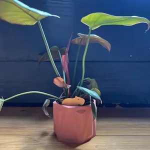 THE CLOUD MAKERS Capybara Plick - 3D Printed Plant Decoration Eco-Friendly Plastic Ornaments for Room Decor & Green Space Eco-Friendly & Unique Perfect for Any Plant Lover - Mother