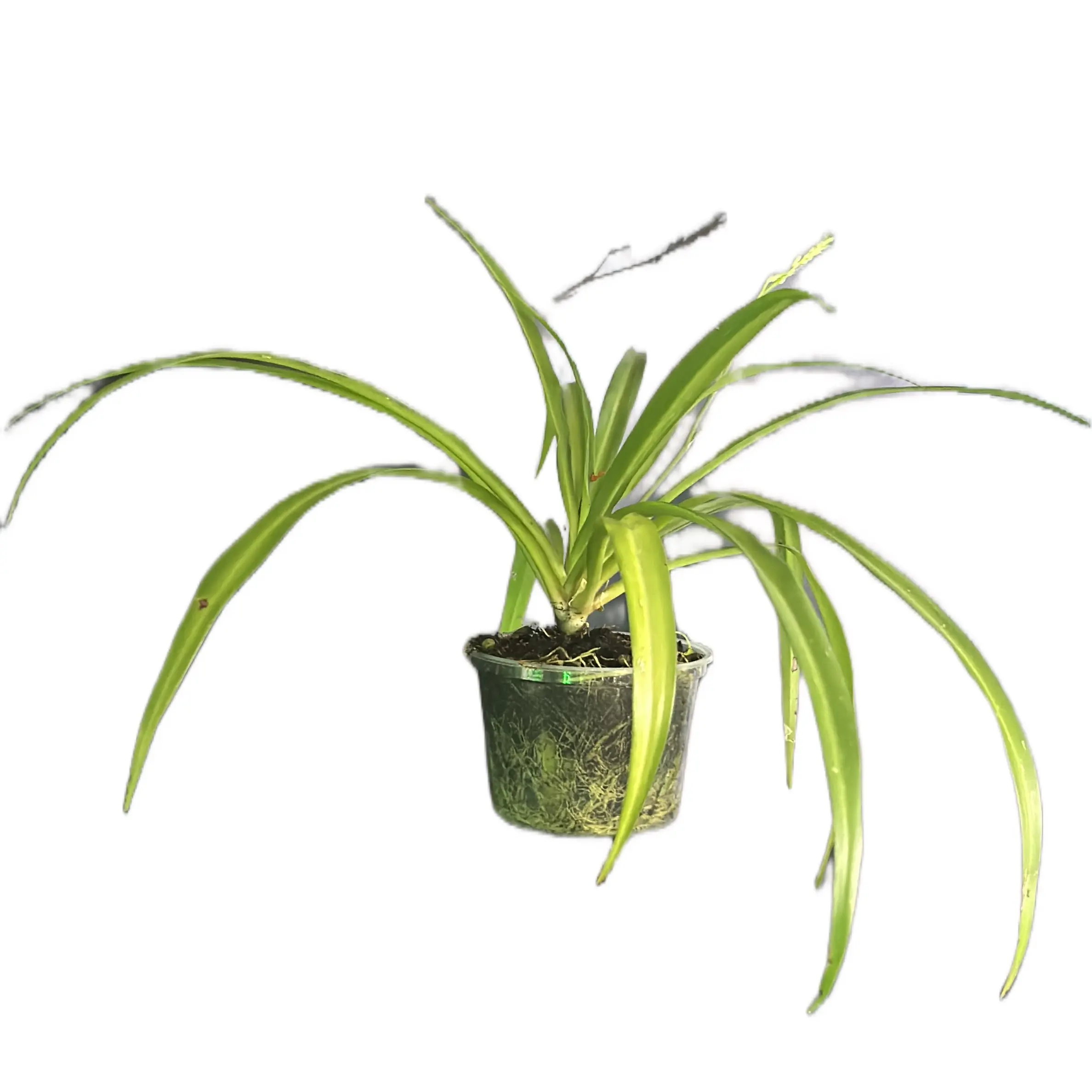 Spider plant ️️