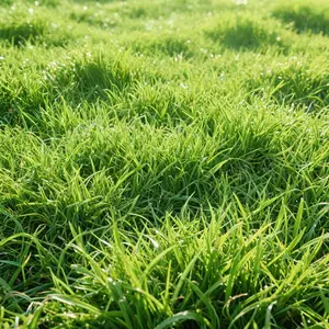 2000+ Zoysia Grass Seeds – Thick Green Lawn, Heat & Drought Tolerant, Easy to Grow, Great for Ground Cover & Repair