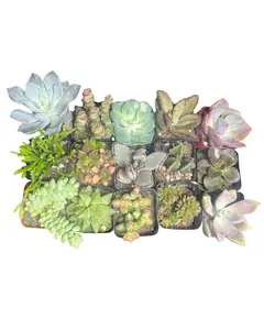(15 Pack) 2" Variety Succulent Bundle - Real, Healthy & Handpicked