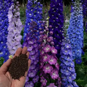 Green River 50 Dark Mix Delphinium Seeds - Decor Decoratives for Borders, Bouquets & Pollinator Gardens, Tall Annuals, Bold Blooms in Blue, Purple, Pink