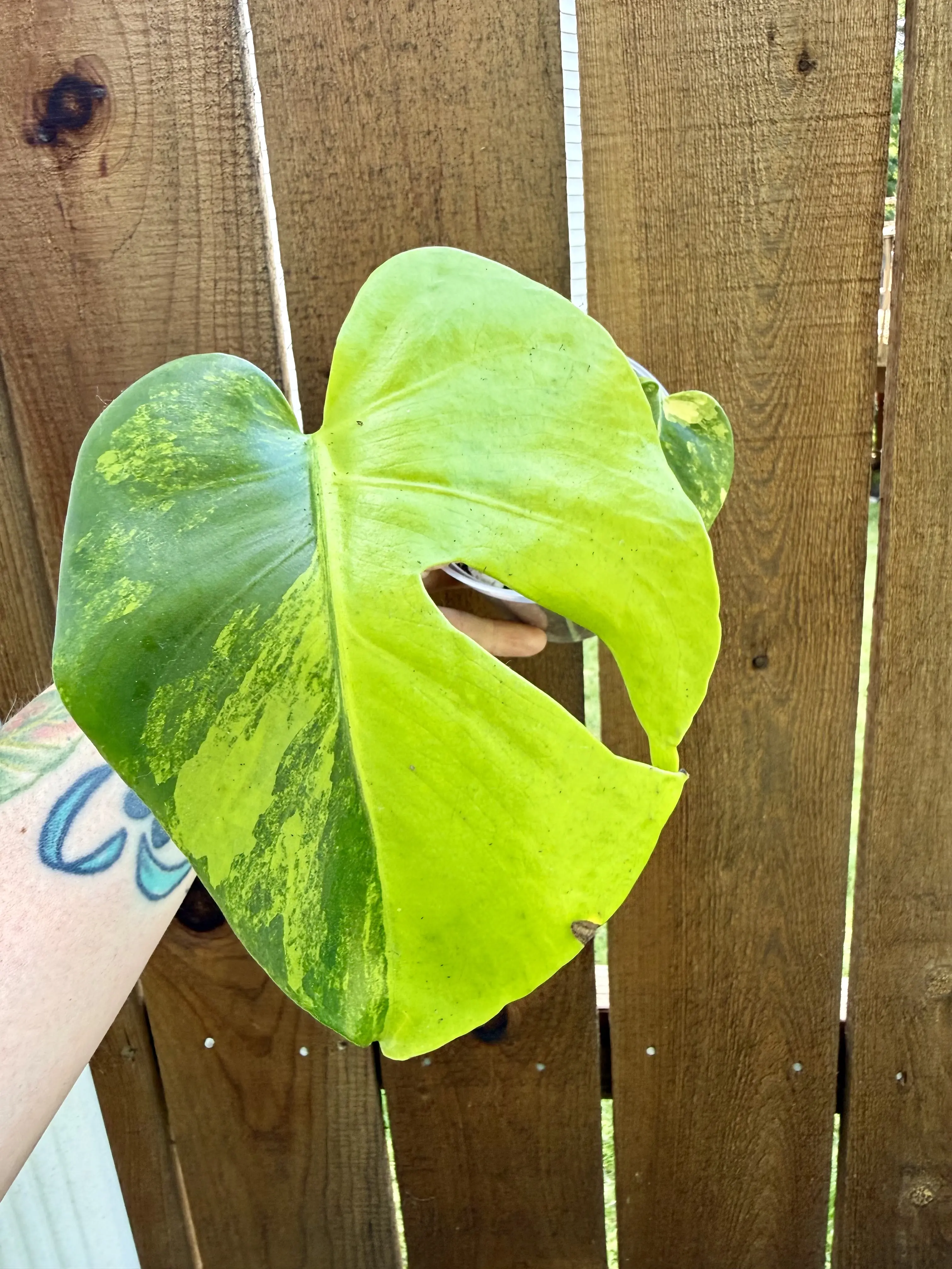 Monstera Marilyn