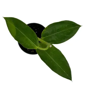 Hoya imperialis 'alba'