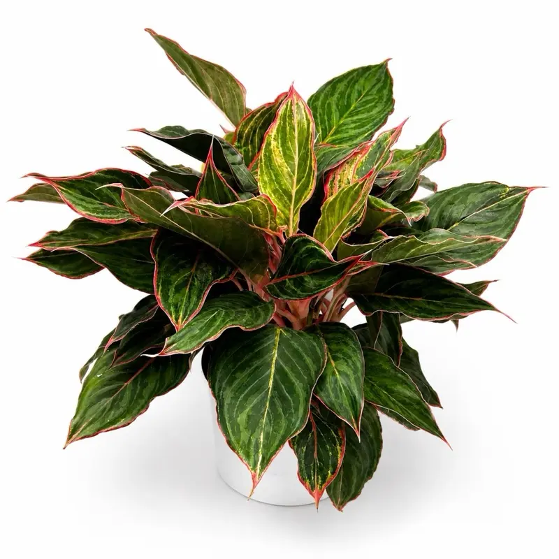 XL Aglaonema  Pink sapphire  8" pot Rare Tropical House Plant Unique Leaves for Indoor Home Decor Beginner Friendly Easy Care Ornament