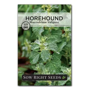 Horehound Seeds