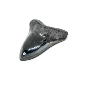 Grade "A" Megalodon Shark Tooth