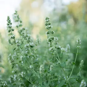 Catnip Seeds for Planting: Nepeta cataria, Kitty Approved Mint, Perennial, Beneficial Insect Pollinator, Certified Organic - 200 Seed Packet / Bulk Pack