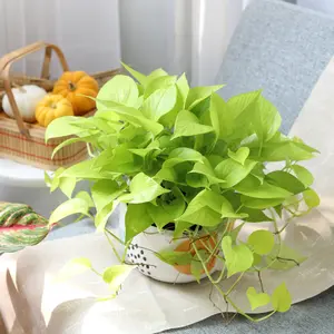 Pothos 'Neon'