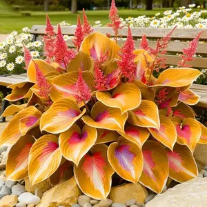1000PCS Hosta Seeds Garden Essential – Thick Leaves, Long-Lasting Beauty